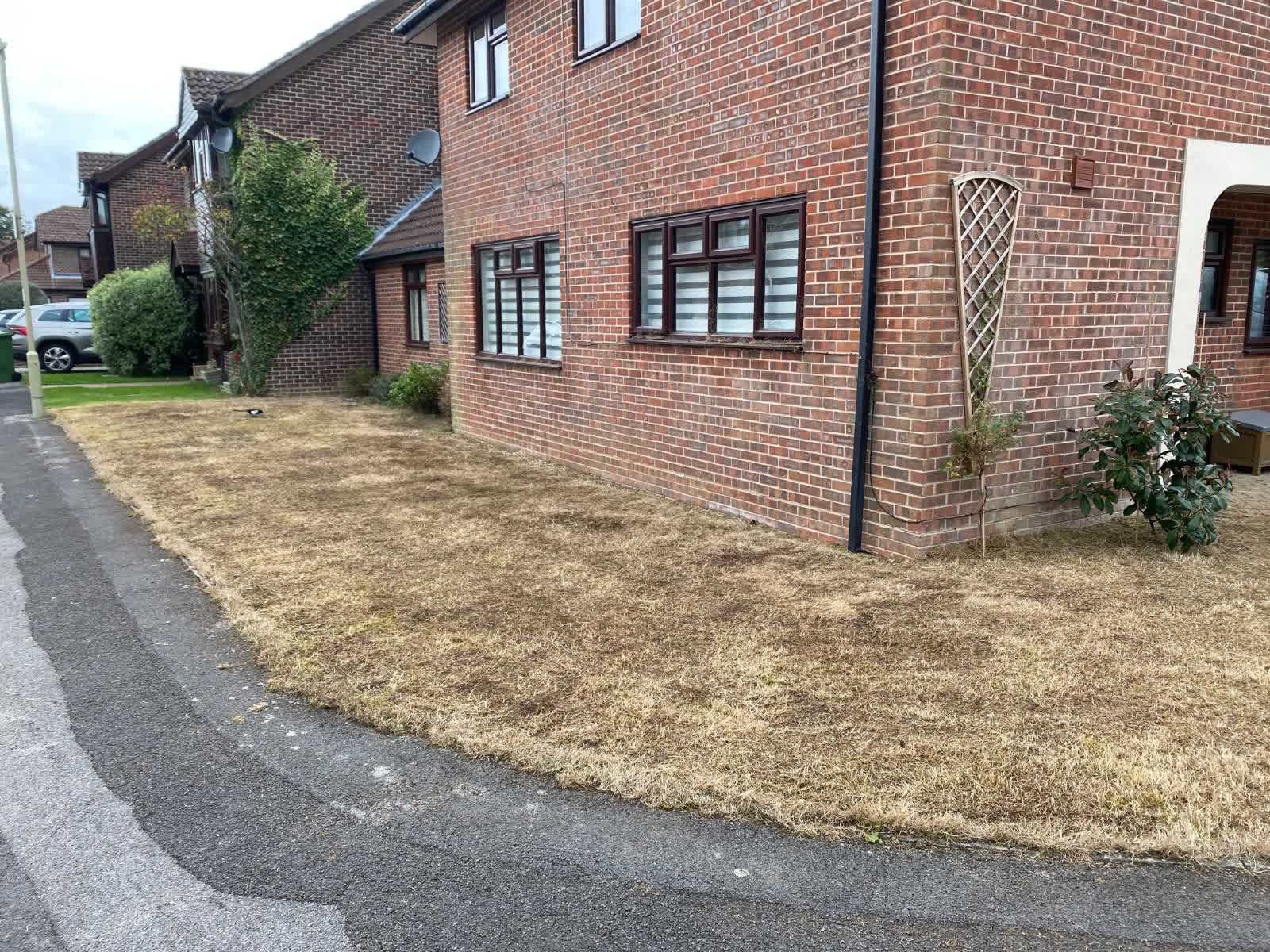 A tired UK back garden lawn after a dry summer: brown patches, bare cracked soil, moss and weeds